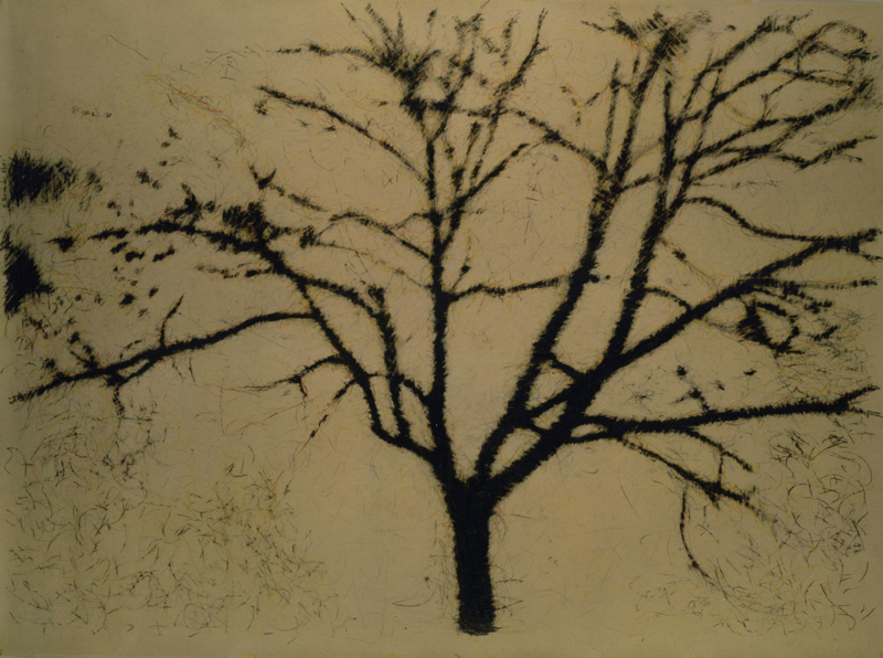 Pancrazzi, Fuori Registro (albero), 1995, Grafite Su Carta Su Tela, 190×270 Cm